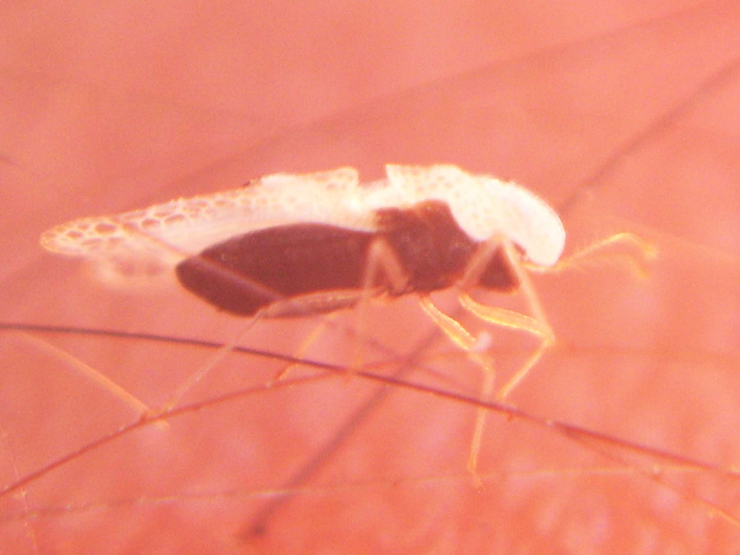 Corythucha ciliata ?
